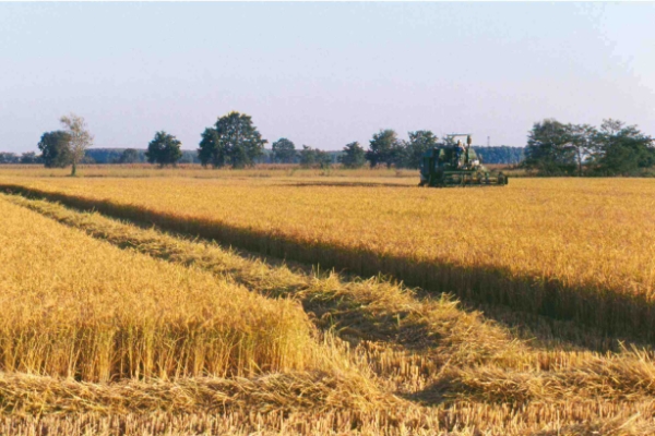 INGSTUDIO Ingegneria - Fotovoltaico 3 - Agricoltura